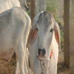 Vraj-Yatra-2014- (1659)